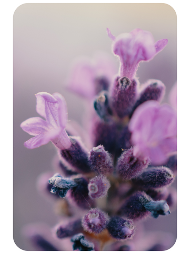 Faites de beaux rêves !